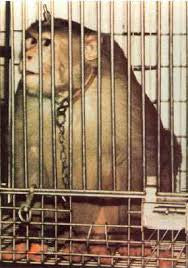 Monkey-Cage